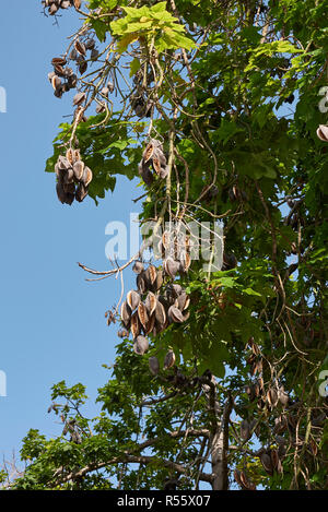 Zweig der Brachychiton acerifolius Baum mit Früchten und Blumen Stockfoto