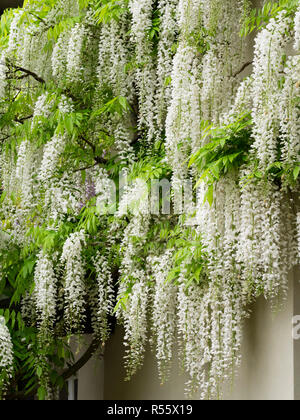 Hängende weiße Blütenstände der Hardy, holzige Kletterer, Wisteria floribunda 'Alba' Stockfoto