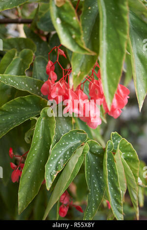 Begonia coccinea in voller Blüte Stockfoto