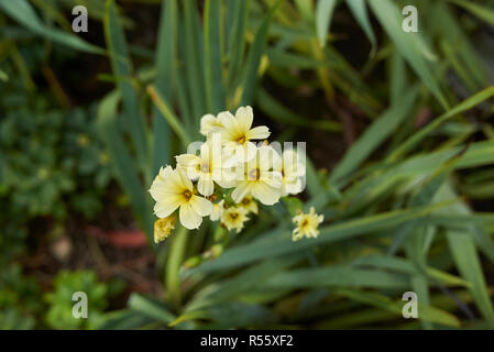 Gelbe blütenstand von Sisyrinchium striatum Anlage Stockfoto