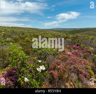 Big White wilde Azalee blumen Sträucher (Cistus Ladanifer, Cistrose, Jara pringosa) und Kleine rosa Blumen nicht weit vom Atlantik Küste Stockfoto