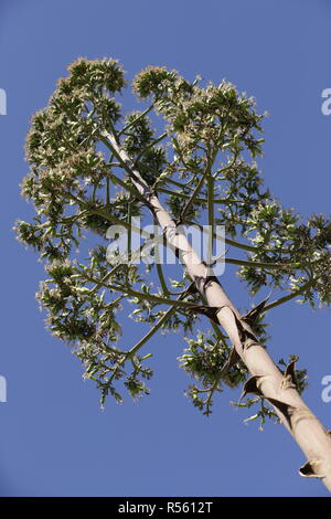 Baum in den blauen Himmel, in der Frosch Perspektive Stockfoto