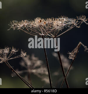 Pflanzen fotografiert in einem Waldgebiet in der Mittagssonne. Verwendet Ströme von Sonnenlicht gegen den dunklen Wald Hintergrund die Pflanzen zu markieren. Stockfoto