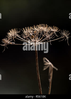 Pflanzen fotografiert in einem Waldgebiet in der Mittagssonne. Verwendet Ströme von Sonnenlicht gegen den dunklen Wald Hintergrund die Pflanzen zu markieren. Stockfoto