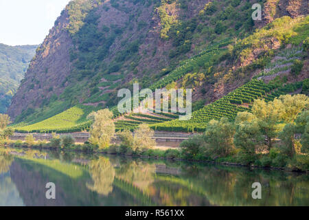 Deutschland. Weinberge steigen auf steilen, felsigen Hängen entlang der Mosel in der Nähe von Cochem, am frühen Morgen. Stockfoto