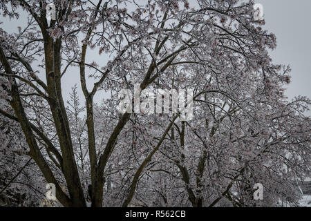 Niederlassungen der große Laubbäume sind schwer und Biegen mit eisanhäufung nach gefrierendem Regen. Ontario, Kanada Stockfoto