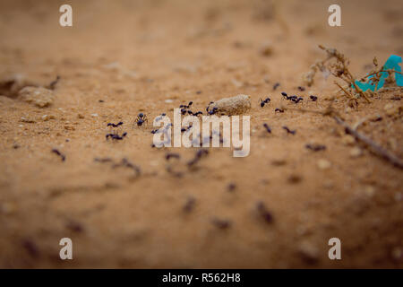 Closeup Schuß einer Gruppe von schwarzen Ameisen gehen auf Schmutz Stockfoto