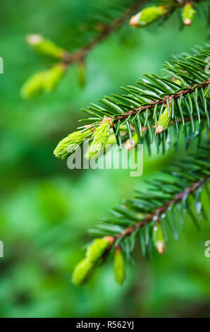 Zweig der Fichte mit Sprossen im Frühling, close-up Stockfoto