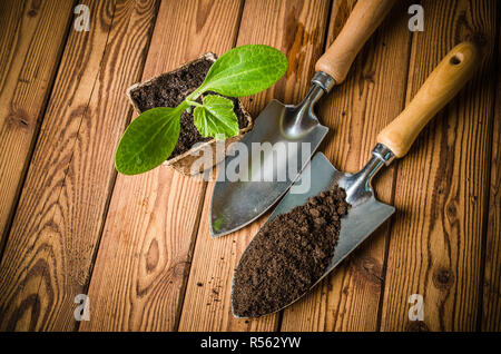 Sämlinge Zucchini und Gartengeräte auf eine Holzoberfläche Stockfoto