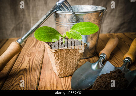 Sämlinge Zucchini und Gartengeräte auf eine Holzoberfläche Stockfoto