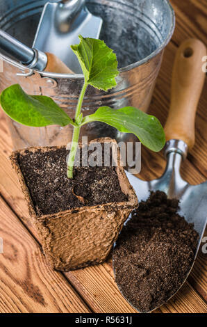 Sämlinge Zucchini und Gartengeräte auf eine Holzoberfläche Stockfoto