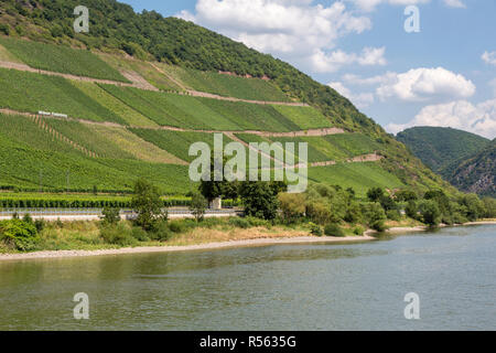 Deutschland. Weinberge auf steilen Hügeln entlang der Mosel in der Nähe von Müden. Stockfoto