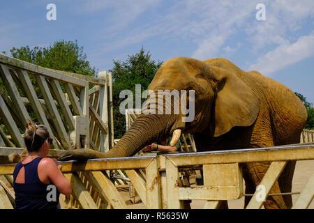 Colchester Zoo, Essex, Großbritannien - 27. Juli 2018: Mit seinem Rüssel auf die Reling für Fütterung warten ruhende Elefant. Stockfoto