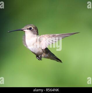 Hummingbird am Schrägförderer/Colibri a l'Abreuvoir Stockfoto