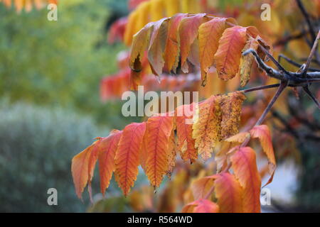 Feuille d'arbre l'automne au Québec Stockfoto