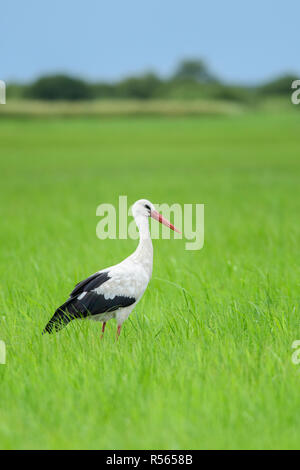 Weißstorch (Ciconia ciconia) Nahrungssuche in Feuchtgebieten in Biebrza Nationalpark, Polen. Stockfoto