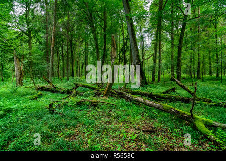 Umgestürzte Bäume in der streng geschützte Reserve von Bialowieza Nationalpark, Polen. Juli, 2017. Stockfoto