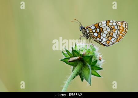 Heide fritillary (Melitaea athalia) ruht auf einer Blume in einer Wiese in Bialowieza Nationalpark, Polen. Stockfoto