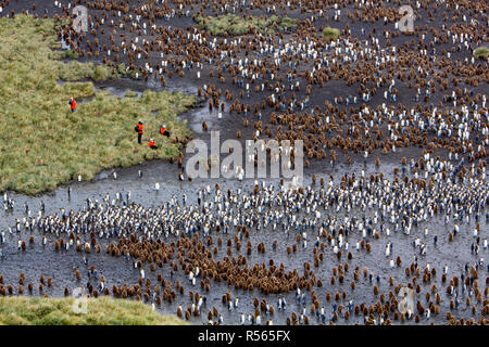 Eine massive König Pinguin Kolonie an der Salisbury Plain, South Georgia Island im Südlichen Ozean in der Nähe der Antarktis Stockfoto