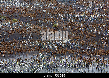 Eine massive König Pinguin Kolonie an der Salisbury Plain, South Georgia Island im Südlichen Ozean in der Nähe der Antarktis Stockfoto