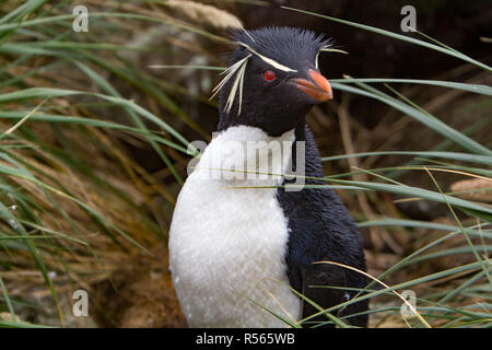 Südliche Rockhopper Pinguine zeigen ihre besonderen Federn in einer Kolonie in Westpoint Insel auf den Falklandinseln Stockfoto