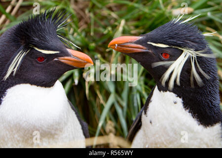 Südliche Rockhopper Pinguine zeigen ihre besonderen Federn in einer Kolonie in Westpoint Insel auf den Falklandinseln Stockfoto