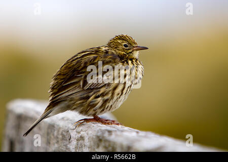 Ein South Georgia Pieper, der südlichsten Songbird in der Welt, überlebt nur auf Ratten freie Plätze, hier auf Prion Island, South Georgia Stockfoto