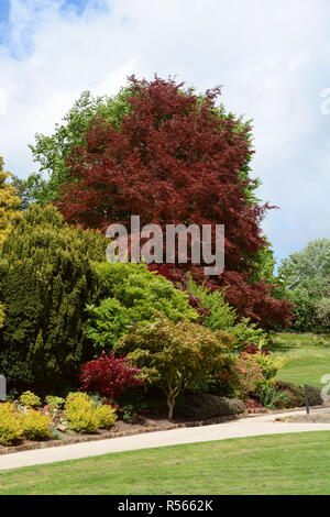 Grüne und rote Laub von Bäumen und Sträuchern im Calverley Gründen Stockfoto