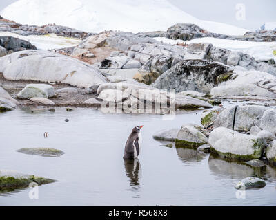 Gentoo Pinguin, Pygoscelis papua, waten in Wasser auf Petermann Island, Antarktische Halbinsel, Antarktis Stockfoto