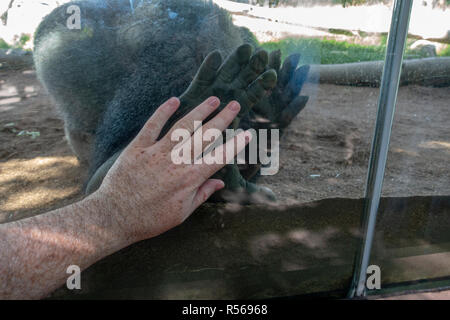 Menschliche Hand neben einem weiblichen Gorilla Fuß durch Glas in San Diego Zoo, Balboa Park, California, United States. Stockfoto