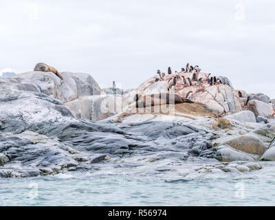 Gruppe von Gentoo Penguins, Krabbenesser und Seeelefanten auf Petermann Island, Antarktische Halbinsel, Antarktis Stockfoto