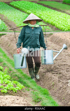 Vietnamesin landwirtschaftliche Arbeitnehmer zwei watercans auf einem Joch gehen Ihre Sämlinge im Norden Vietnams zu Wasser Stockfoto
