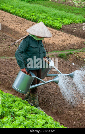 Vietnamesin landwirtschaftliche Arbeitnehmer mit zwei Gießkannen auf einem Joch Bewässerung Samen in den Kopfsalat Felder von North Vietnam Stockfoto