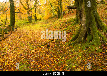 Schöne Dartmoor Nationalpark in Devon, England Stockfoto