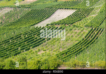 Deutschland. Weinberge an steilen Hängen entlang der Mosel in der Nähe von Mehring. Stockfoto