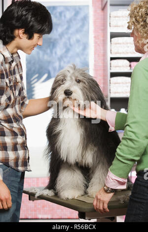 Schäferhund im Hundesalon salon Stockfoto