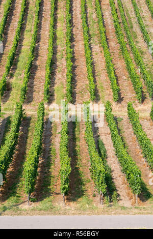 Deutschland. Weinberge an steilen Hängen entlang der Mosel in der Nähe von Mehring. Stockfoto