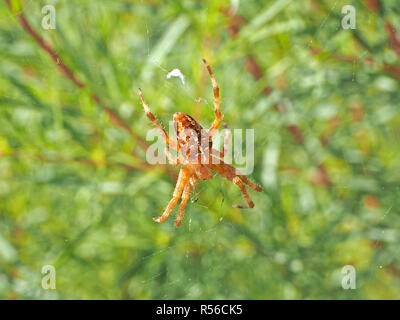 Gemeinsame Kreuzspinne, aka Cross spider oder Diadem Spinne (Araneus diadematus) auf seiner Website in einer Wiese in der Toskana, Italien Stockfoto