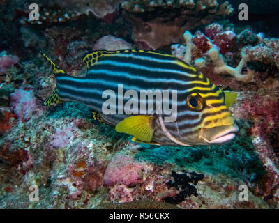 Orientalische Süßlippen (Plectorhinchus vittatus) im Indischen Ozean Stockfoto