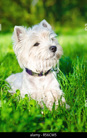 West Highland White Terrier im Gras Stockfoto