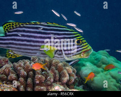 Orientalische Süßlippen (Plectorhinchus vittatus) im Indischen Ozean Stockfoto