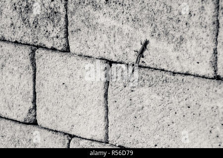 Eidechse auf der Wand Stockfoto