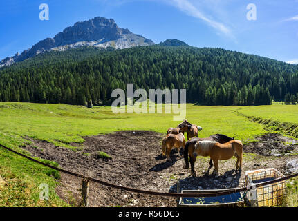 Pferde grasen auf einer Wiese in der Italienischen Alpen (Dolomiten). Stockfoto