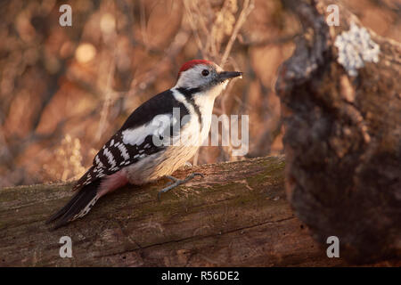 Mitte Buntspecht (Dendrocoptes medius) auf einem Stamm eines gefallenen Baum sitzt in den warmen Strahlen der Morgensonne (in einem Wald im Park). Stockfoto