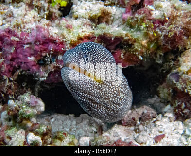 Yellowmouth Moray (Gymnothorax nudivomer) im Indischen Ozean Stockfoto