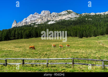 Grasende Kühe auf einer Wiese in der Italienischen Alpen (Dolomiten). Stockfoto