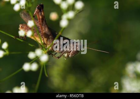 Grasshopper (große Green Bush - Kricket) sitzt auf einem blütenstiel sehr nah (Makro). Stockfoto