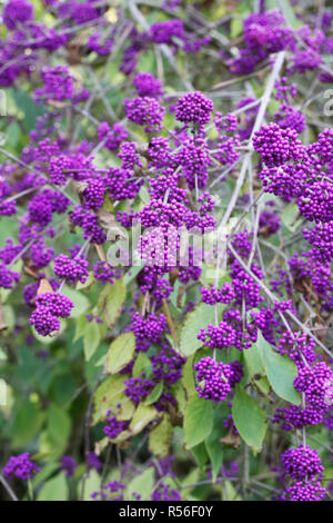 Callicarpa bodinieri var. giraldii 'Profusion' Beeren im Herbst. Stockfoto