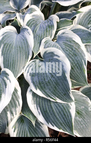 Hosta 'El Nino' verlässt. Stockfoto