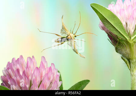 Grüne Kapsid (Lygocoris pabulinus), im Flug, auf dem Blühen Rotklee (Trifolium pratense), Deutschland Stockfoto